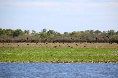 Flock of whistling ducks flying low over green aquatic vegetation beside the open waters of Yellow Water Billabong in Kakadu National Park, Northern Territory, Australia.