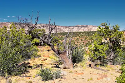Weathered juniper trees and desert vegetation overlooking pale sandstone escarpments in Escalante Petrified Forest State Park.