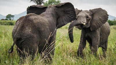 Two African elephants interacting on the grasslands of Mikumi National Park, Tanzania.