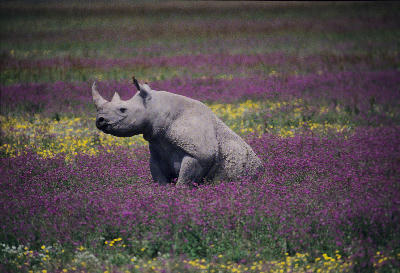 Black rhinoceros resting in a colourful wildflower meadow on the Ngorongoro Crater floor, Tanzania.