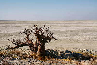 Ancient baobab trees stand on the granite outcrops of Kubu Island, overlooking the vast Makgadikgadi salt pans in Botswana.
