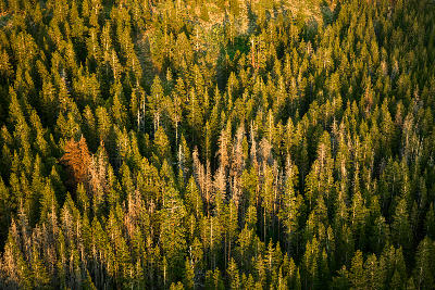 conifer forest above lake mary mammoth lakes basin eastern sierra nevada california aerial