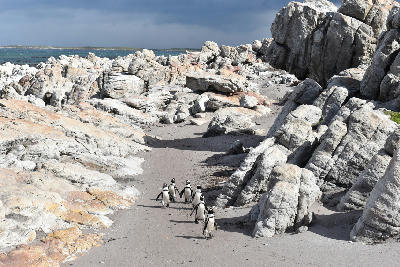 African penguins walking between large coastal granite formations at Stony Point Nature Reserve in Betty’s Bay, South Africa