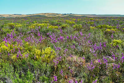 Blooming fynbos and purple heather in Bontebok National Park in the Western Cape of South Africa.