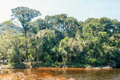 Yellowwood forest along the Groot River Estuary in Nature's Valley on South Africa's Garden Route.