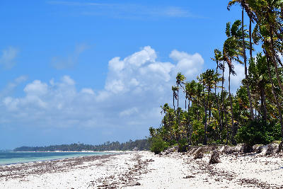 White sand beach lined with swaying palm trees at low tide on Paje Beach, Zanzibar, Tanzania.