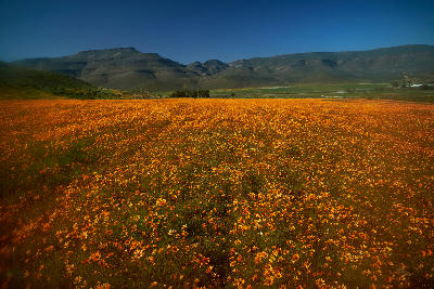 Orange wildflower display in Biedouw Valley surrounded by Cederberg mountains in the Western Cape.