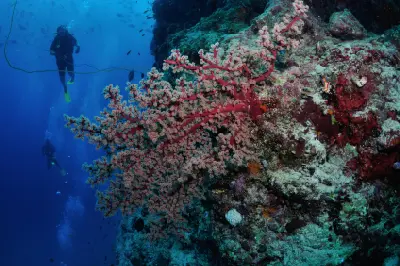 Scuba divers beside colourful coral on a reef pinnacle at Agincourt Reefs off Port Douglas, Queensland.
