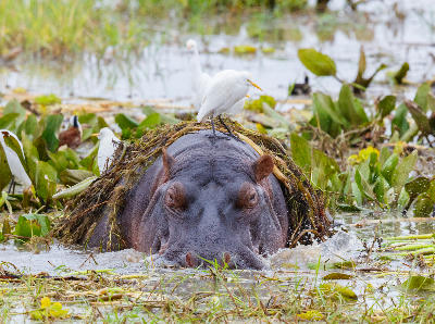 Hippopotamus resting in the marshes of Silale Swamp with cattle egrets in Tarangire National Park, Tanzania.