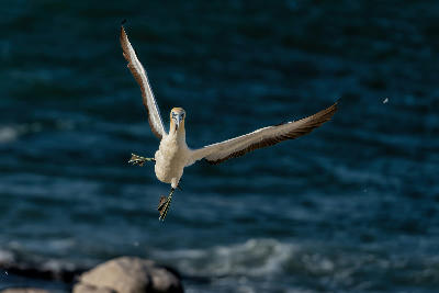 Cape gannet in flight above the ocean near Bird Island Nature Reserve at Lambert's Bay, South Africa.