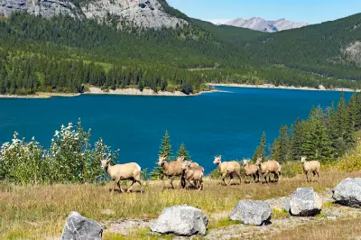 Bighorn sheep near Barrier Lake in Alberta, Canada.