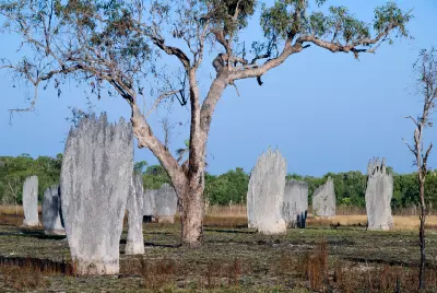 Large grey magnetic termite mounds with tall, narrow profiles standing around a eucalyptus tree in open grassland in northern Australia.