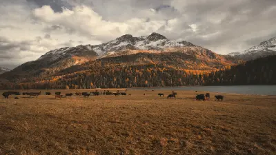 Lake Sils shoreline with grazing cows, autumn forest, and snow-dusted mountains in Engadin, Switzerland.
