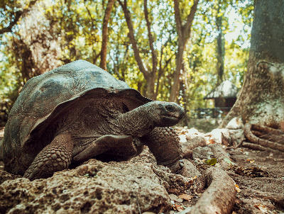 Aldabra giant tortoise walking through the forest on Prison Island near Stone Town, Zanzibar.
