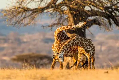 Two male giraffes fighting for dominance beneath a baobab tree in Ruaha National Park, Tanzania.