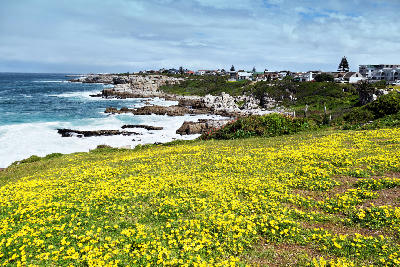 Yellow coastal wildflowers above the rocky shoreline of Hermanus with ocean views and cliff-top homes along the Whale Coast of South Africa.