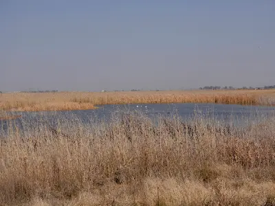 Wetland pans and reedbeds at Marievale Bird Sanctuary near Nigel, Gauteng.