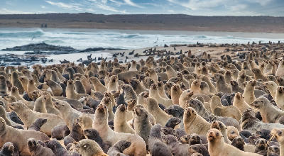 Large colony of Cape fur seals covering the shoreline at Cape Cross Seal Reserve in western Namibia.