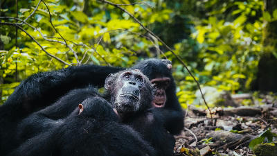 Wild chimpanzee family resting on the forest floor in Mahale Mountains National Park, Tanzania.