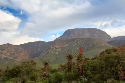 Flowering aloes in the foreground with the rugged slopes of Antoniesberg rising above the western Baviaanskloof region in the Kouga Mountains, Eastern Cape, South Africa.