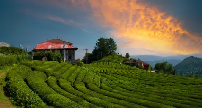 Curving tea plantations and traditional Black Sea houses beneath a dramatic sunrise sky in Haremtepe village, Rize, Turkey.