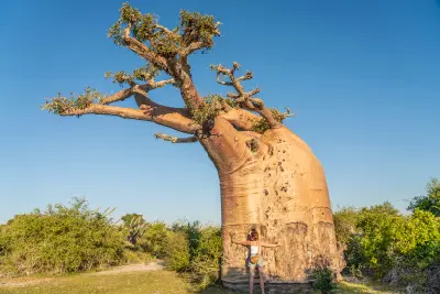Traveler standing beneath a giant ancient baobab tree in the dry savannah landscapes of western Madagascar