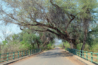 Large riverine trees arch over a bridge crossing the Luvuvhu River near Crooks Corner in the remote Pafuri region of northern Kruger National Park.