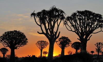 Silhouetted quiver trees standing against a glowing orange sunset sky in the Quiver Tree Forest of southern Namibia.