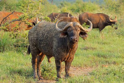 Large African buffalo bull standing in grassland with a herd in the background in Madikwe Game Reserve, North West Province, South Africa.