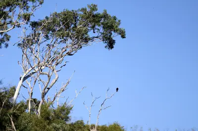 Eastern osprey perched high in a tree near the Hunter River on the Kimberley coast.