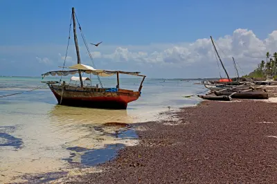Traditional wooden dhow boats moored at low tide on Matemwe Beach, Zanzibar, Tanzania.