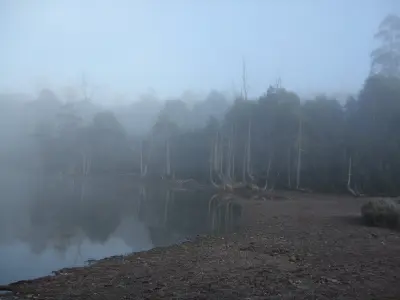 Fog surrounding pencil pines along the shore of Lake Ball in Walls of Jerusalem National Park, Tasmania.