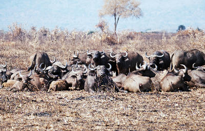 African buffalo herd resting in Mikumi National Park, Tanzania.