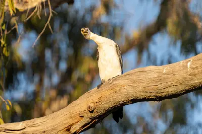 Pied cormorant perched on a large tree branch beside the Drysdale River.
