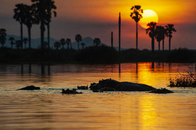 Pod of hippos in Lake Manze at sunset with Borassus palms in Nyerere National Park, Southern Tanzania.