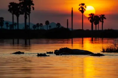 Pod of hippos in Lake Manze at sunset with Borassus palms in Nyerere National Park, Southern Tanzania.