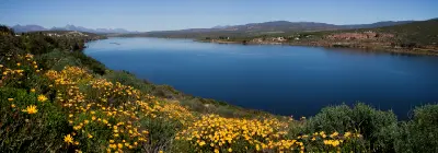 Wildflowers above Clanwilliam Dam with views across the reservoir and surrounding Cederberg foothills in South Africa.