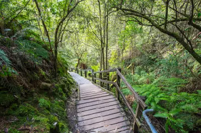 Timber steps and handrails descending through lush fern-filled forest on the Erskine Falls walking track near Lorne, Victoria.