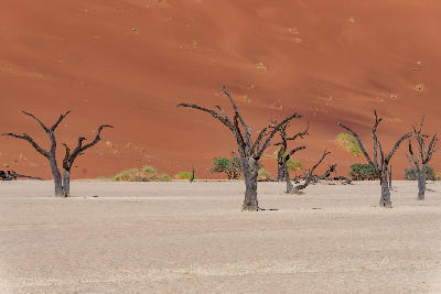 Dead camel thorn trees rising from the white clay floor of Deadvlei with steep orange dunes filling the background in Namibia.