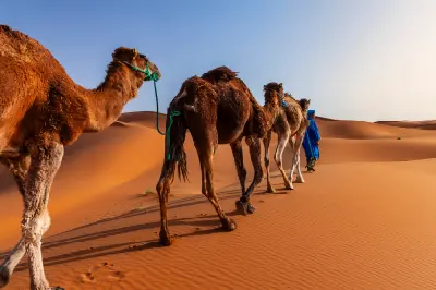 Camel caravan crossing sand dunes in the Sahara Desert near Erg Chebbi, Morocco.