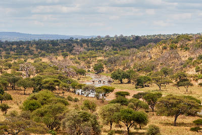 The Tarangire River winding through acacia woodland in Tarangire National Park, Tanzania, with elephants gathered along the riverbanks.