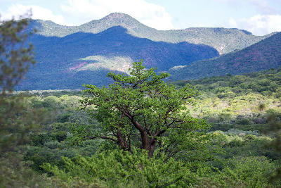 Baobab tree overlooking the Soutpansberg Valley with forested mountain ridges in the background near Louis Trichardt, Limpopo, South Africa.