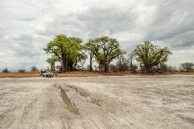 Baines Baobabs overlooking the white salt flats of Nxai Pan, Botswana.