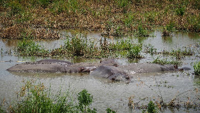 Hippos submerged in a shallow marshy pool in Mikumi National Park, Tanzania.