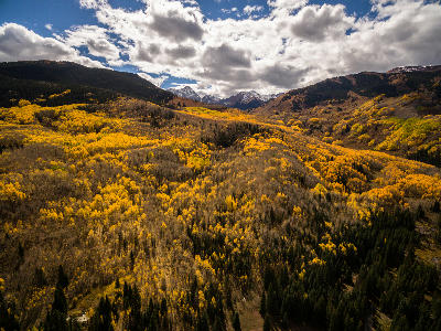 Autumn aspen forest covering the Elk Mountains near Capitol Peak, Aspen Colorado