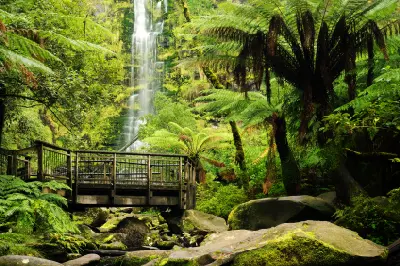 Viewing platform surrounded by tree ferns and boulders at the base of Erskine Falls near Lorne, Victoria.