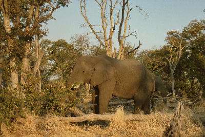 Single African elephant standing among woodland trees in Savuti, Chobe National Park, Botswana.
