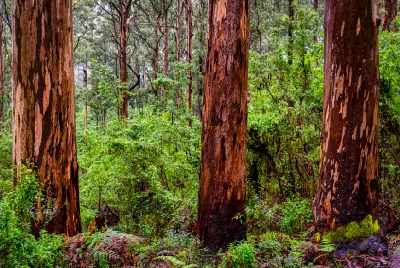 Tall forest trees and dense green undergrowth in the Valley of the Giants, Western Australia.