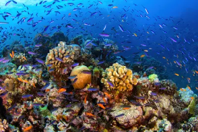 Colourful tropical fish swimming above hard corals at Bougainville Reef in the Great Barrier Reef, Australia.