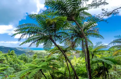 A horizontal colour image capturing multiple large, slender tree ferns rising in the foreground under a vibrant blue sky, with a lush tropical valley stretching out towards the distant blue horizon over the Coral Sea.